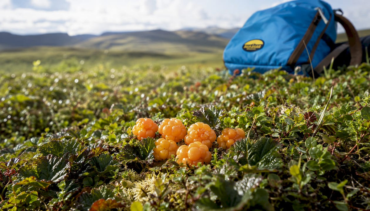 Close-up of ripe cloudberries in Alaskan tundra wetlands